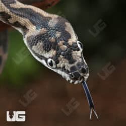 Baby Axanthic Irian Jaya Carpet Python For Sale - Underground Reptiles