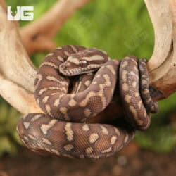 Baby Bredl's Python - Underground Reptiles