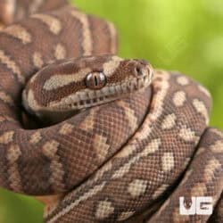 Baby Bredl's Python - Underground Reptiles