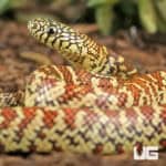 Baby Erythristic Brooks Kingsnake For Sale - Underground Reptiles