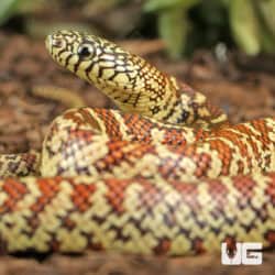 Baby Erythristic Brooks Kingsnake For Sale - Underground Reptiles