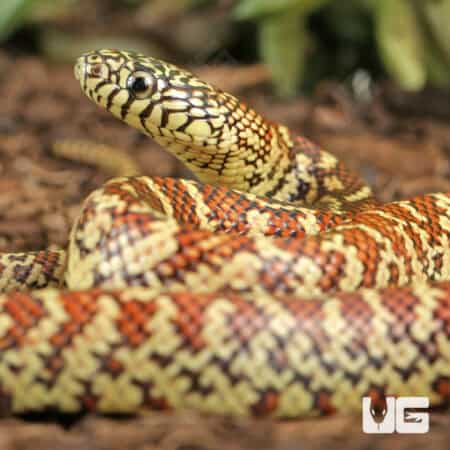 Baby Erythristic Brooks Kingsnake For Sale - Underground Reptiles