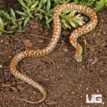Baby Erythristic Brooks Kingsnake For Sale - Underground Reptiles