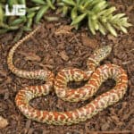 Baby Erythristic Brooks Kingsnake For Sale - Underground Reptiles