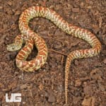 Baby Erythristic Brooks Kingsnake For Sale - Underground Reptiles