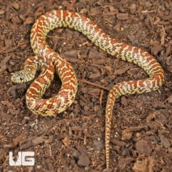 Baby Erythristic Brooks Kingsnake For Sale - Underground Reptiles