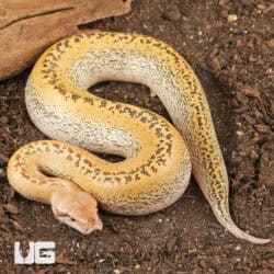 Batik Blood Pythons (Python brongersmai) For Sale - Underground Reptiles