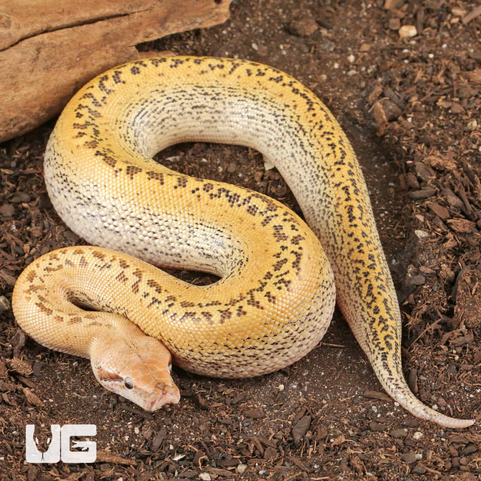 ug_Baby Ivory Batik Blood Python_1 Batik Blood Pythons (Python brongersmai) For Sale - Underground Reptiles