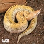 Batik Blood Pythons (Python brongersmai) For Sale - Underground Reptiles