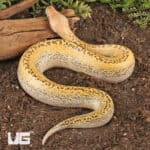 Batik Blood Pythons (Python brongersmai) For Sale - Underground Reptiles