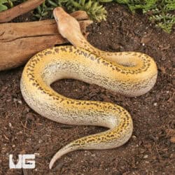 Batik Blood Pythons (Python brongersmai) For Sale - Underground Reptiles