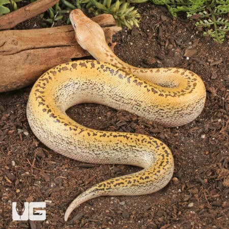 Batik Blood Pythons (Python brongersmai) For Sale - Underground Reptiles