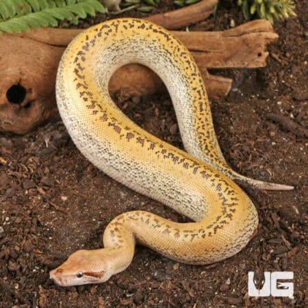 Batik Blood Pythons (Python brongersmai) For Sale - Underground Reptiles