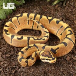 Baby Female Enchi Hidden Gene Woma Het Clown Ball Pythons For Sale - Underground Reptiles