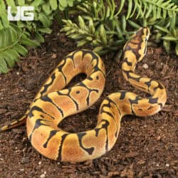 Baby Male Hidden Gene Woma Het Clown Ball Pythons For Sale - Underground Reptiles