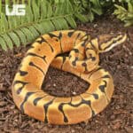 Baby Female Enchi Hidden Gene Woma Het Clown Ball Pythons For Sale - Underground Reptiles
