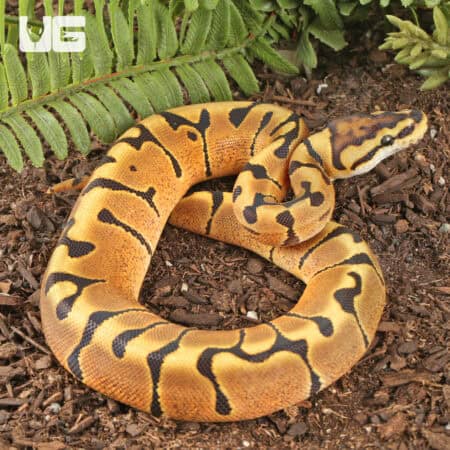 Baby Female Enchi Hidden Gene Woma Het Clown Ball Pythons For Sale - Underground Reptiles