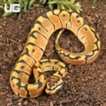 Baby Male Hidden Gene Woma Het Clown Ball Pythons For Sale - Underground Reptiles