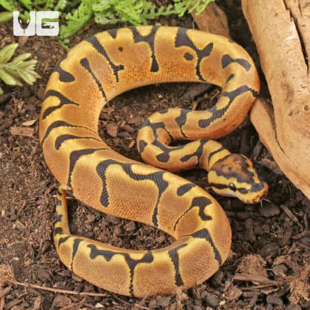 Baby Female Enchi Hidden Gene Woma Het Clown Ball Pythons For Sale - Underground Reptiles