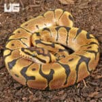 Baby Male Hidden Gene Woma Het Clown Ball Pythons For Sale - Underground Reptiles