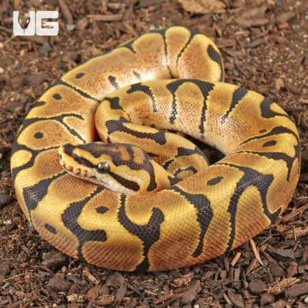 Baby Male Hidden Gene Woma Het Clown Ball Pythons For Sale - Underground Reptiles