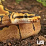 Baby Female Enchi Hidden Gene Woma Het Clown Ball Pythons For Sale - Underground Reptiles