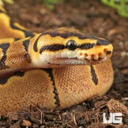 Baby Female Enchi Hidden Gene Woma Het Clown Ball Pythons For Sale - Underground Reptiles