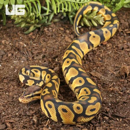 Baby Pastel Chocolate Het Desert Ghost Ball Pythons For Sale - Underground Reptiles