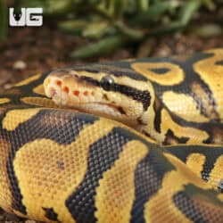Baby Pastel Chocolate Het Desert Ghost Ball Pythons For Sale - Underground Reptiles