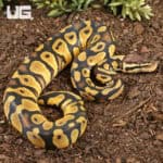 Baby Pastel Chocolate Het Desert Ghost Ball Pythons For Sale - Underground Reptiles
