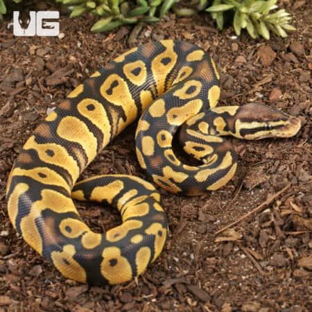 Baby Pastel Chocolate Het Desert Ghost Ball Pythons For Sale - Underground Reptiles