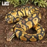 Baby Pastel Chocolate Het Desert Ghost Ball Pythons For Sale - Underground Reptiles