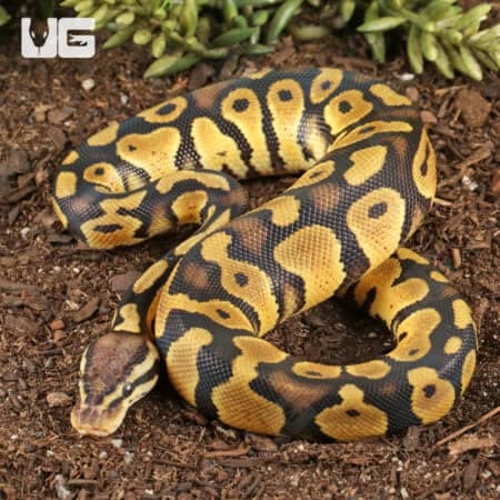 Baby Pastel Chocolate Het Desert Ghost Ball Pythons For Sale - Underground Reptiles
