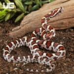 Baby Miami Okeetee Cornsnakes For Sale - Underground Reptiles