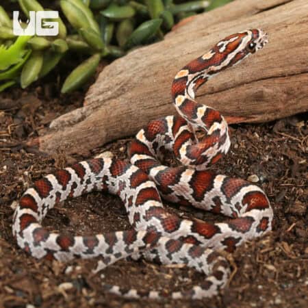 Baby Miami Okeetee Cornsnakes For Sale - Underground Reptiles