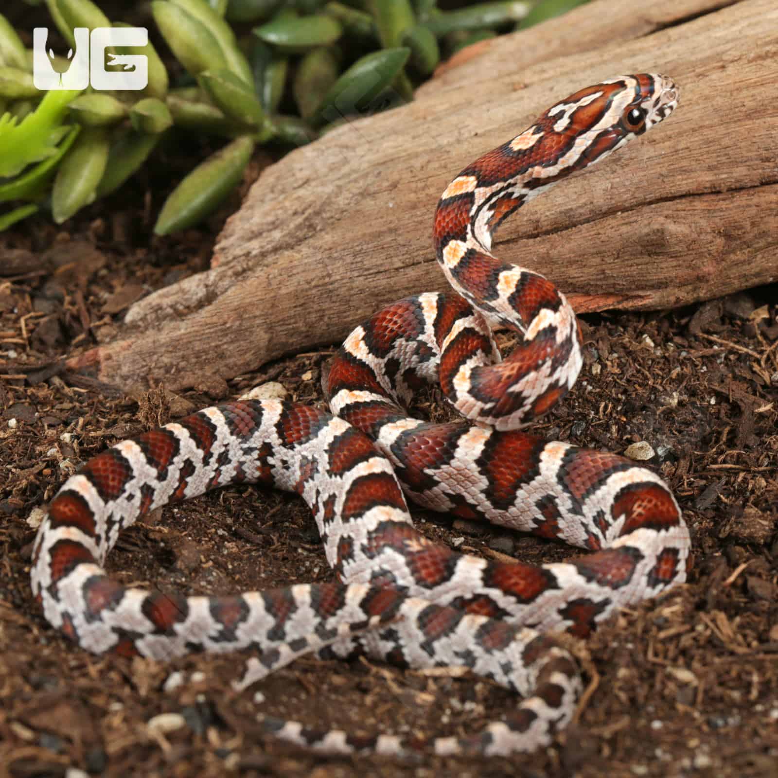Baby Miami Okeetee Cornsnakes For Sale - Underground Reptiles