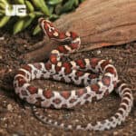 Baby Miami Okeetee Cornsnakes For Sale - Underground Reptiles