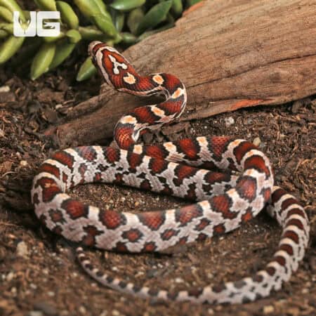 Baby Miami Okeetee Cornsnakes For Sale - Underground Reptiles