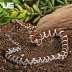 Baby Miami Okeetee Cornsnakes For Sale - Underground Reptiles