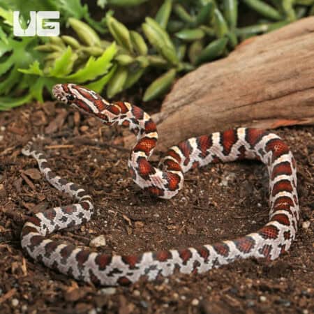 Baby Miami Okeetee Cornsnakes For Sale - Underground Reptiles