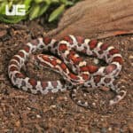 Baby Miami Okeetee Cornsnakes For Sale - Underground Reptiles