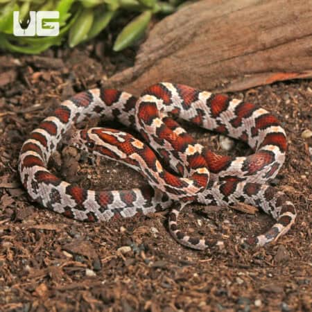 Baby Miami Okeetee Cornsnakes For Sale - Underground Reptiles