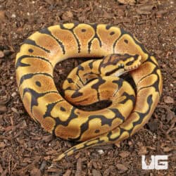 Baby Male Hidden Gene Woma Het Clown Ball Pythons For Sale - Underground Reptiles