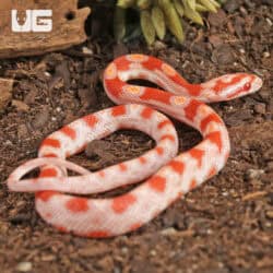 Baby Reverse Okeetee Cornsnakes (Pantherophis guttatus) For Sale - Underground Reptiles