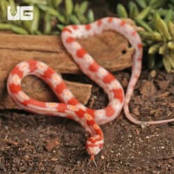 Baby Reverse Okeetee Cornsnakes (Pantherophis guttatus) For Sale - Underground Reptiles