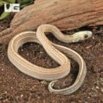 Baby Scaleless Caramel Tessera Cornsnake (Pantherophis guttatus) For Sale - Underground Reptiles