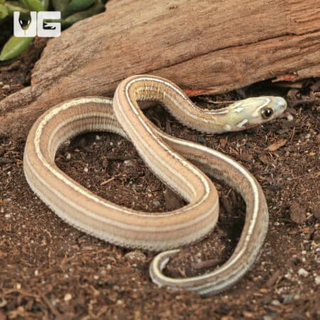 Baby Scaleless Caramel Tessera Cornsnake (Pantherophis guttatus) For Sale - Underground Reptiles