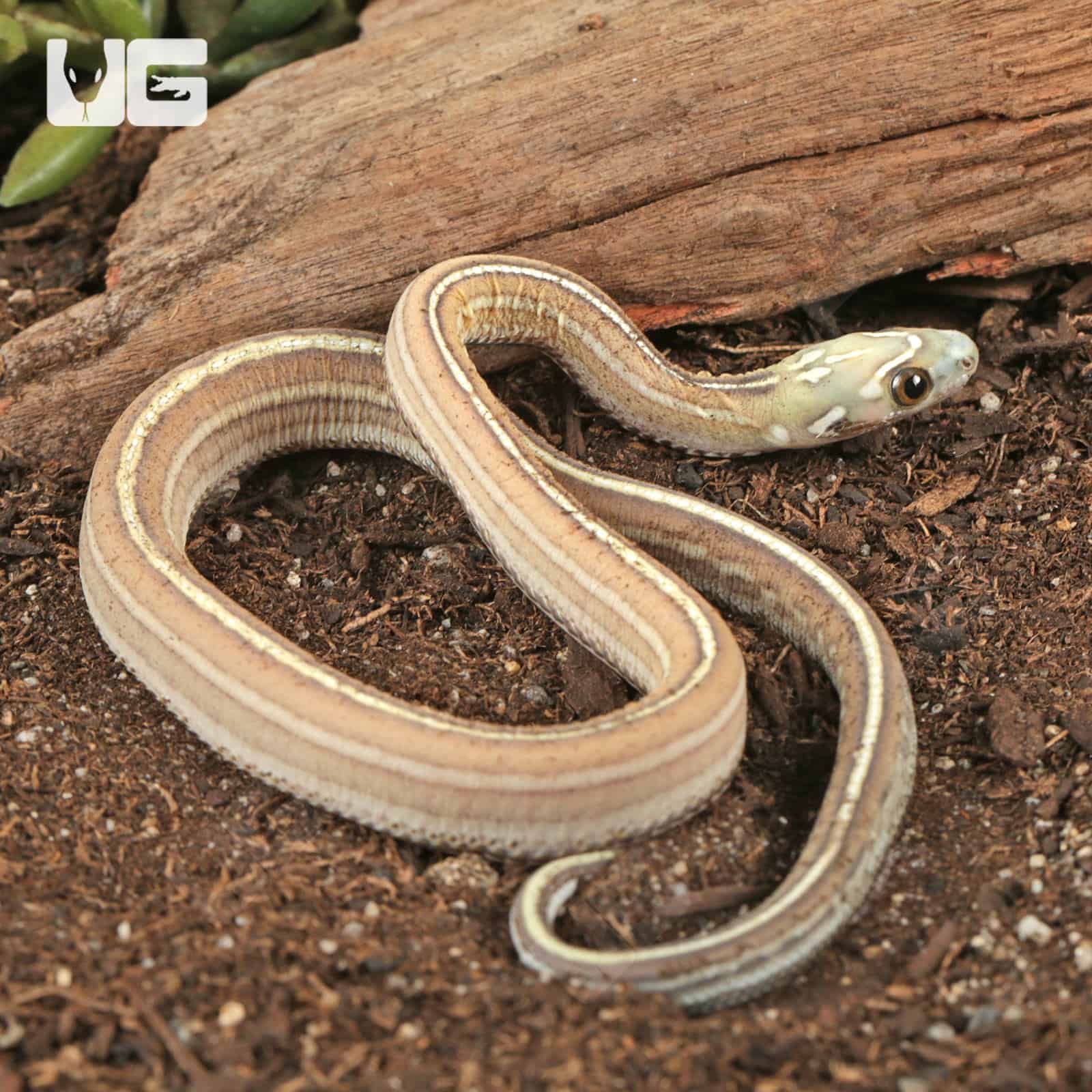 Baby Scaleless Caramel Tessera Cornsnake (Pantherophis guttatus) For Sale - Underground Reptiles