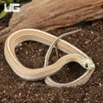 Baby Scaleless Caramel Tessera Cornsnake (Pantherophis guttatus) For Sale - Underground Reptiles