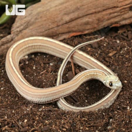 Baby Scaleless Caramel Tessera Cornsnake (Pantherophis guttatus) For Sale - Underground Reptiles